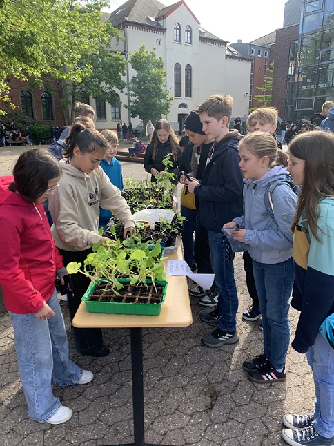 2025 06 Weitergabe der Gemse Setzlinge HP